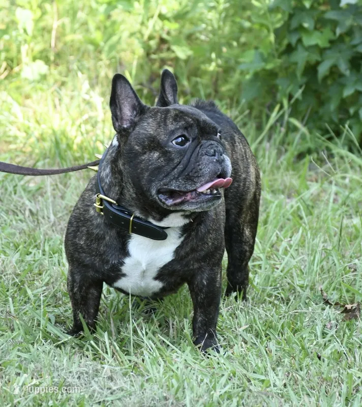 Tank – French Bulldog puppy for sale in Overton, TX