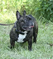 Tank, a male French Bulldog for sale in Overton, TX – 1 of 4