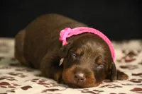 Ruby, a female Doberman Pinscher for sale in Overton, TX – 2 of 2