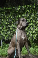 Jewel, a female Great Dane and Cane Corso for sale in Overton, TX – 3 of 3