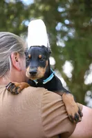 Joker, a male Doberman Pinscher for sale in Overton, TX – 3 of 3