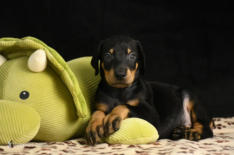 Joker – Doberman Pinscher puppy for sale in Overton, TX