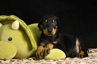 Joker, a male Doberman Pinscher for sale in Overton, TX – 1 of 6