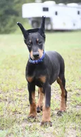 Maverick, a male Doberman Pinscher for sale in Overton, TX – 5 of 5