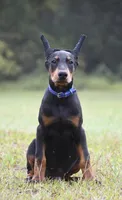 Maverick, a male Doberman Pinscher for sale in Overton, TX – 2 of 5
