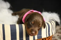 Ruby, a female Doberman Pinscher for sale in Overton, TX – 1 of 2