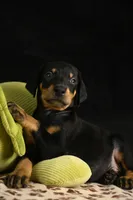 Joker, a male Doberman Pinscher for sale in Overton, TX – 3 of 6