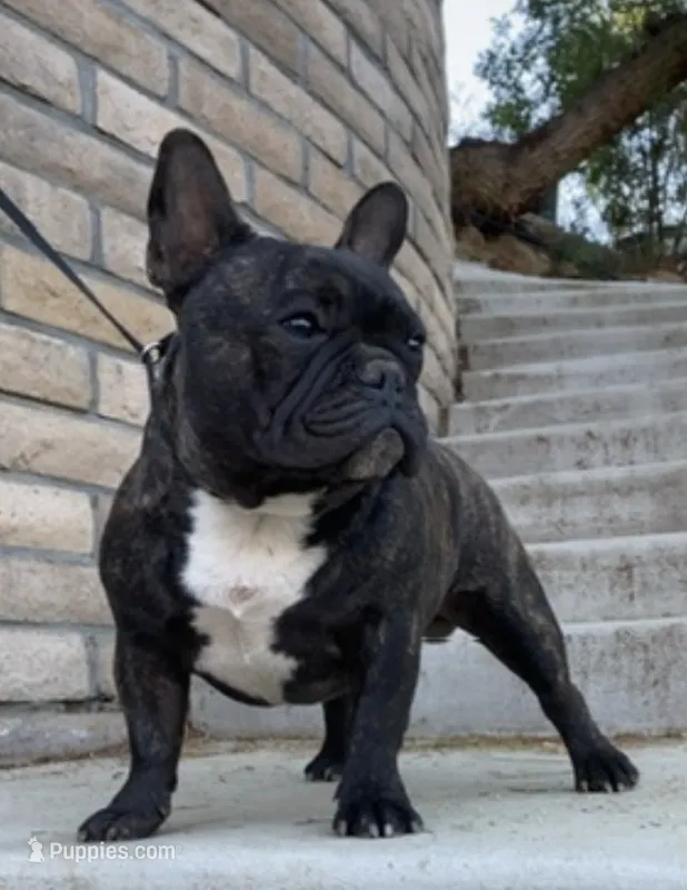 Tank – French Bulldog puppy for sale in Overton, TX