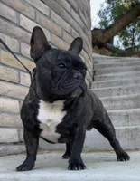 Tank, a male French Bulldog for sale in Overton, TX – 1 of 3