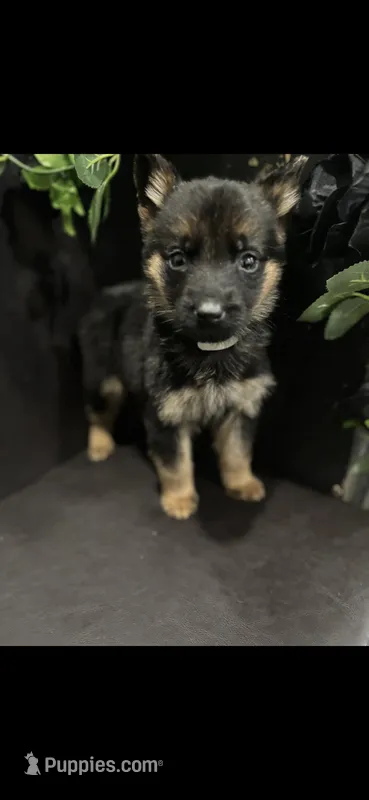 Tank, a male German Shepherd Dog for sale in Matteson, IL – Photo 1 of 3