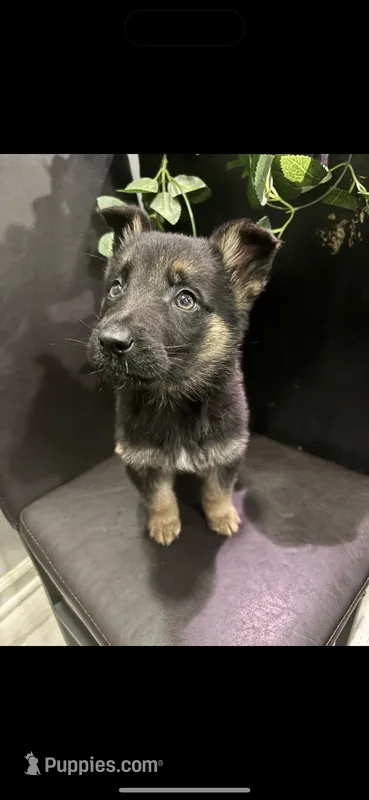 Ivory , a female German Shepherd Dog for sale in Matteson, IL – Photo 1 of 4