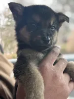 Simon , a male German Shepherd Dog for sale in Matteson, IL – Photo 3 of 3