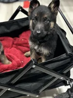 Daisy , a female German Shepherd Dog for sale in Matteson, IL – Photo 1 of 3