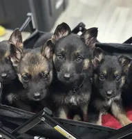 Daisy , a female German Shepherd Dog for sale in Matteson, IL – Photo 2 of 3