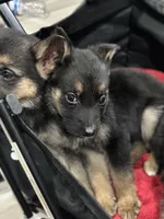 Daisy , a female German Shepherd Dog for sale in Matteson, IL – Photo 3 of 3