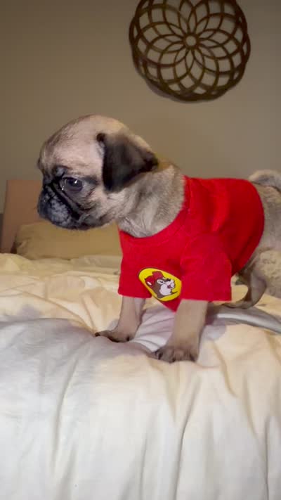 Buccee , a male Pug for sale in Elgin, TX – 1 of 1