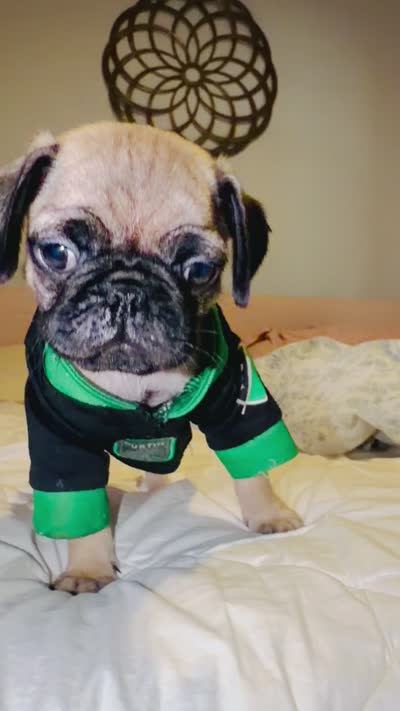 Austin , a male Pug for sale in Elgin, TX – 1 of 1