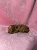 Red Maltipoo female, a female Maltipoo for sale in Calhoun, LA – 3 of 4