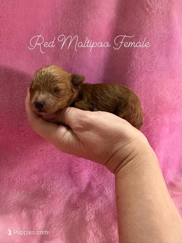 Red Maltipoo Female – Maltipoo puppy for sale in Calhoun, LA
