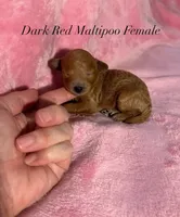 Dark Red Maltipoo Female, a female Maltipoo for sale in Calhoun, LA – 1 of 4