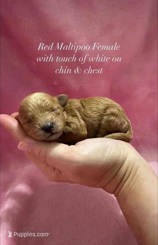 Red Maltipoo female – Maltipoo puppy for sale in Calhoun, LA