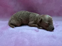 Dark Red Maltipoo Female, a female Maltipoo for sale in Calhoun, LA – 3 of 4