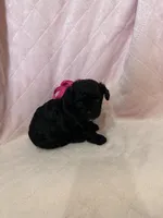 Toy poodle female , a female Poodle - Toy  for sale in Calhoun, LA – 2 of 3