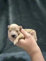 Apricot Maltipoo Male, a male Maltipoo for sale in Calhoun, LA – 3 of 4