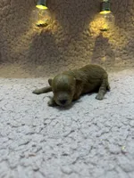 Red Maltipoo female, a female Maltipoo for sale in Calhoun, LA – 4 of 4