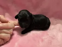Black AKC Toy Poodle with touch of white on chin, a female Poodle - Toy  for sale in Calhoun, LA – 4 of 4