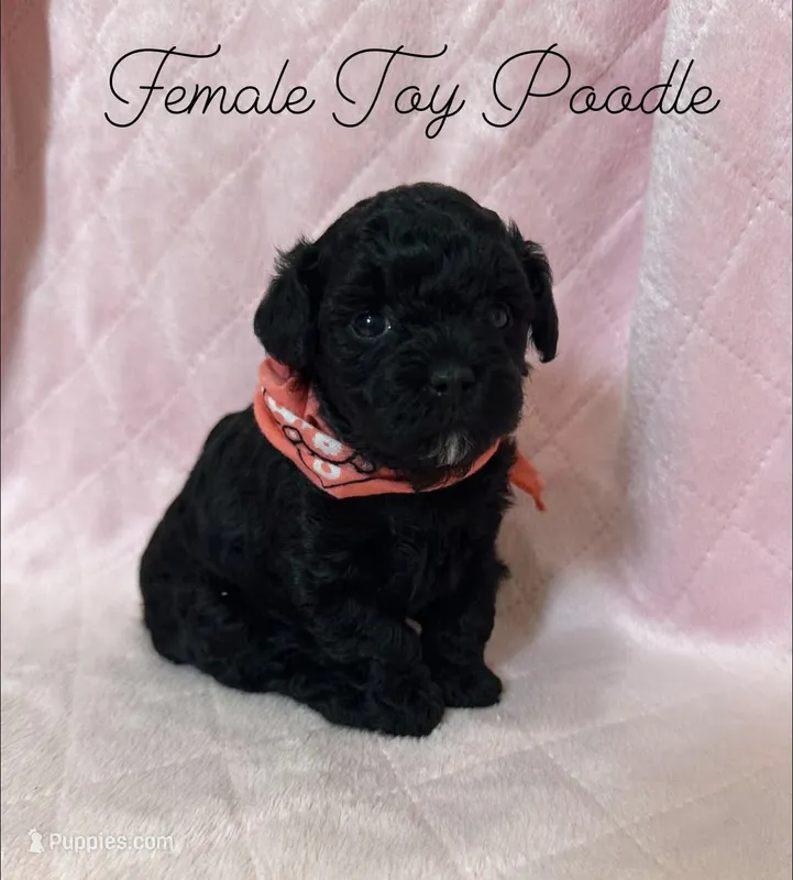 Toy poodle female  – Poodle - Toy  puppy for sale in Calhoun, LA