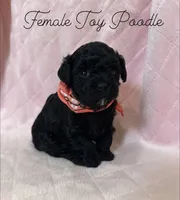 Toy poodle female , a female Poodle - Toy  for sale in Calhoun, LA – 1 of 3