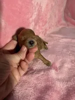 Dark Red Maltipoo Female, a female Maltipoo for sale in Calhoun, LA – 2 of 4