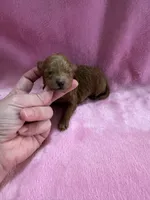 Red Maltipoo Female, a female Maltipoo for sale in Calhoun, LA – 2 of 3