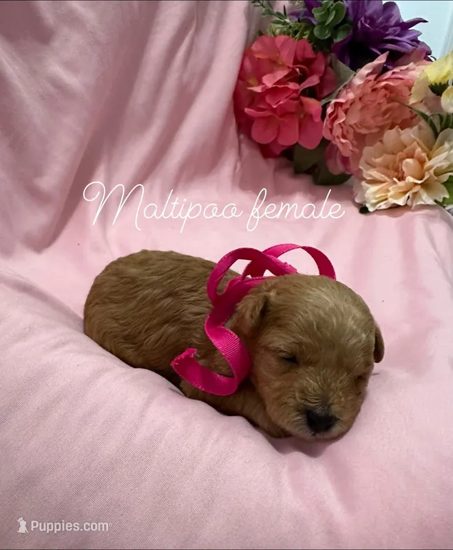 Red Maltipoo female – Maltipoo puppy on hold in Calhoun, LA