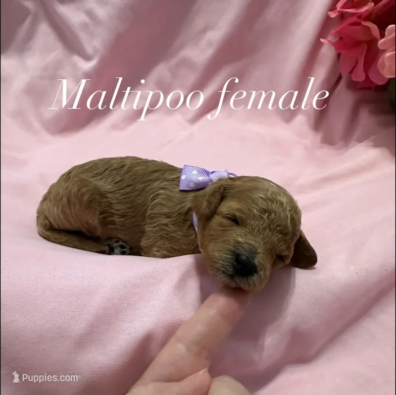 Red Maltipoo Female – Maltipoo puppy on hold in Calhoun, LA