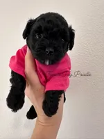 Female black toy poodle, a female Poodle - Toy  for sale in Calhoun, LA – 1 of 1