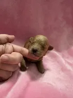 Red Maltipoo female, a female Maltipoo for sale in Calhoun, LA – 2 of 4