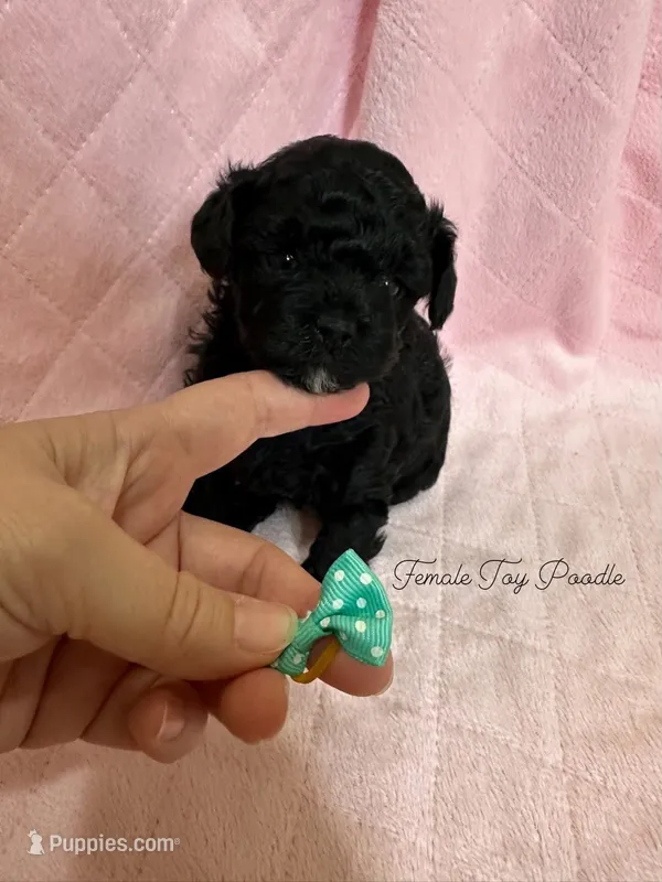 AKC female toy poodle  – Poodle - Toy  puppy for sale in Calhoun, LA