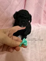 AKC female toy poodle , a female Poodle - Toy  for sale in Calhoun, LA – 1 of 1