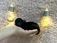 Black AKC Toy Poodle with touch of white on chin, a female Poodle - Toy  for sale in Calhoun, LA – 2 of 4