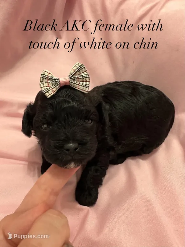 Black AKC Toy Poodle with touch of white on chin – Poodle - Toy  puppy for sale in Calhoun, LA