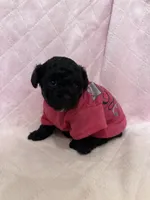 Toy poodle female , a female Poodle - Toy  for sale in Calhoun, LA – 3 of 3