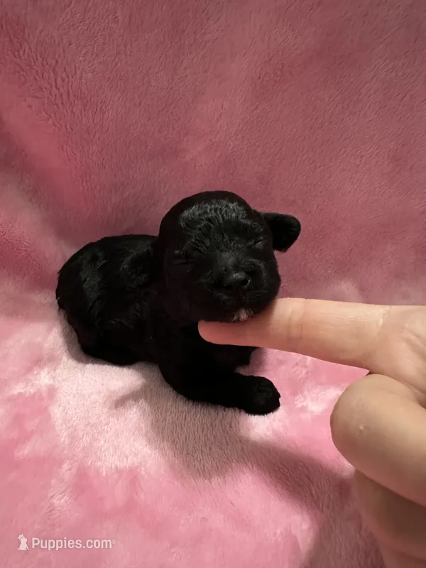 Black AKC Toy Poodle with touch of white on chin – Poodle - Toy  puppy for sale in Calhoun, LA