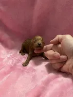 Red Maltipoo Female, a female Maltipoo for sale in Calhoun, LA – 3 of 3