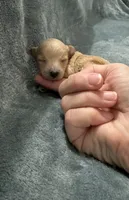 Apricot Maltipoo Male, a male Maltipoo for sale in Calhoun, LA – 2 of 4