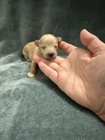 Apricot Maltipoo Male, a male Maltipoo for sale in Calhoun, LA – 4 of 4