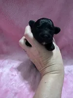 Black AKC Toy Poodle with touch of white on chin, a female Poodle - Toy  for sale in Calhoun, LA – 3 of 4