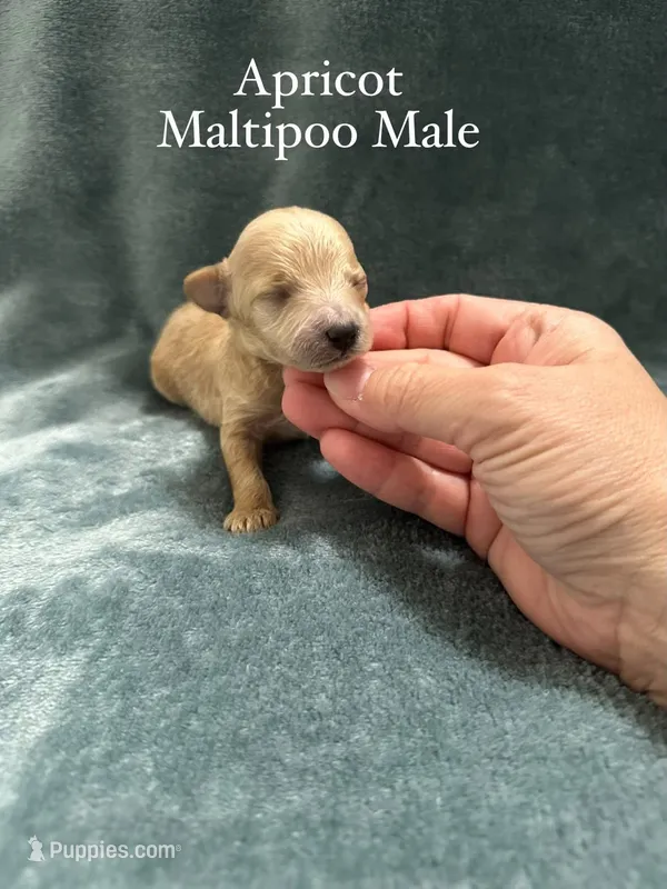 Apricot Maltipoo Male – Maltipoo puppy for sale in Calhoun, LA