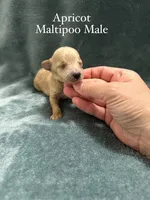 Apricot Maltipoo Male, a male Maltipoo for sale in Calhoun, LA – 1 of 4